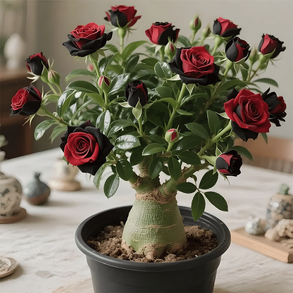 🌵 DESERT ROSE BULBS– EXOTIC BLOOMS, EFFORTLESS BEAUTY! 🌺✨