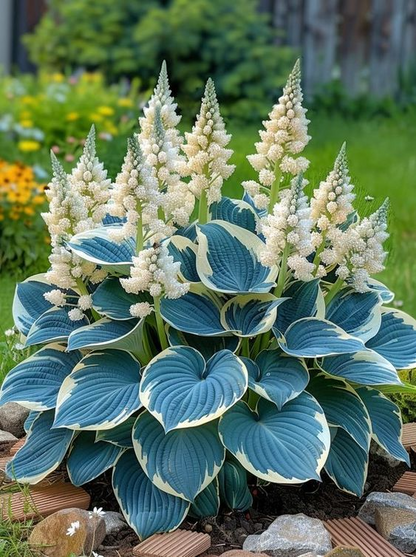🔥Premium Hosta Seeds🌸Easy to Grow, Comes Back Every Year ✨ Perfect for Beginners