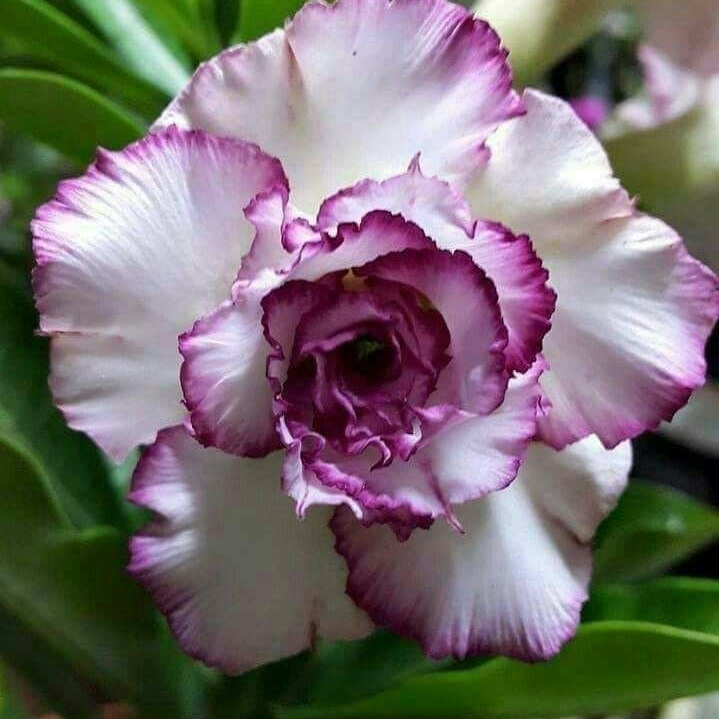 🌸Adenium Desert Rose -No green thumb needed! 🌵 Rare Adenium Obesum Bulbs🌹