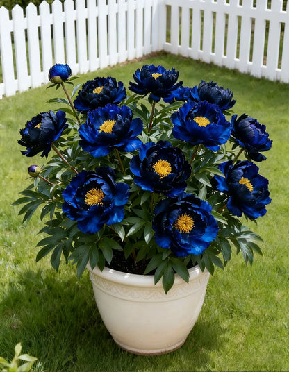 🌌 Rare Midnight Flame Peony Seeds