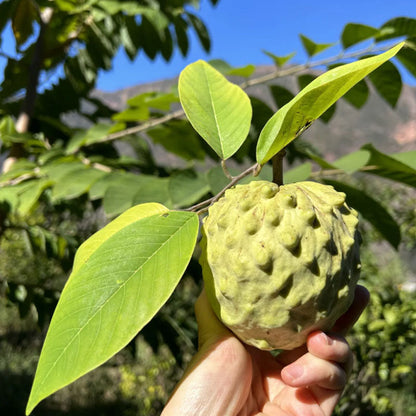 🍈 Premium Sugar Apple Bulbs – Grow Sweet Tropical Fruit At Home
