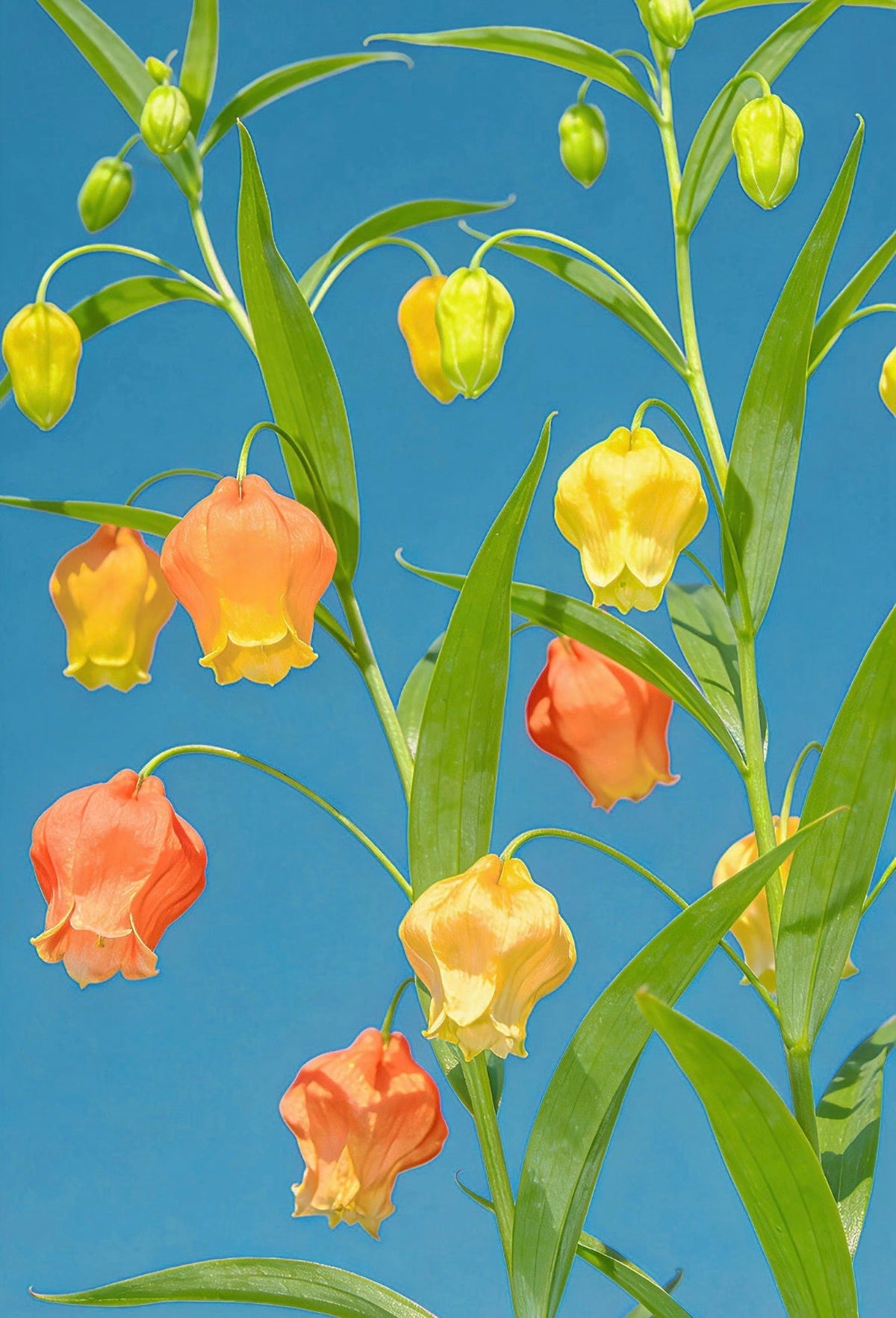 🐉ღ Chinese Lantern Lily（Sandersonia ）