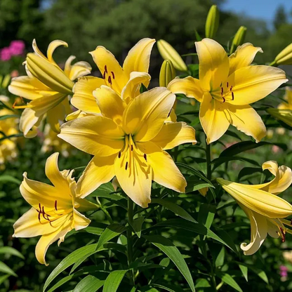 🌸Starlight Queen Oriental Lily Bulbs