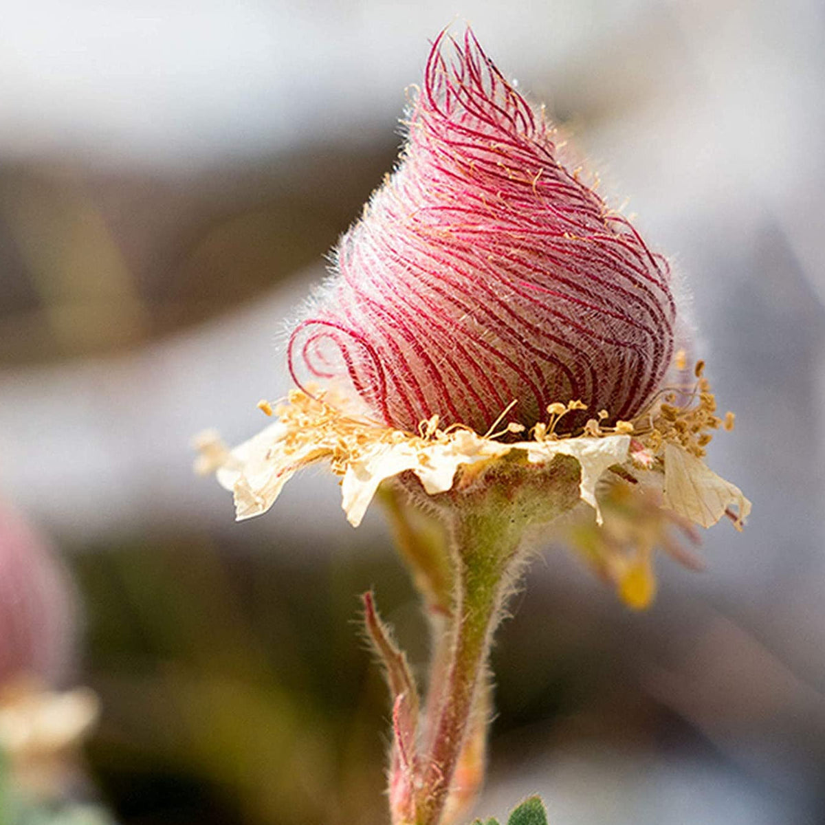 ˃̶͈🍧˂̶͈ Prairie Smoke Flower Seeds🌿Sweet Plants