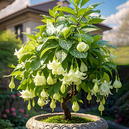 𐙚🎐Transform shaded areas with double fuchsia plants featuring rich color and flowing, elegant blooms🪄