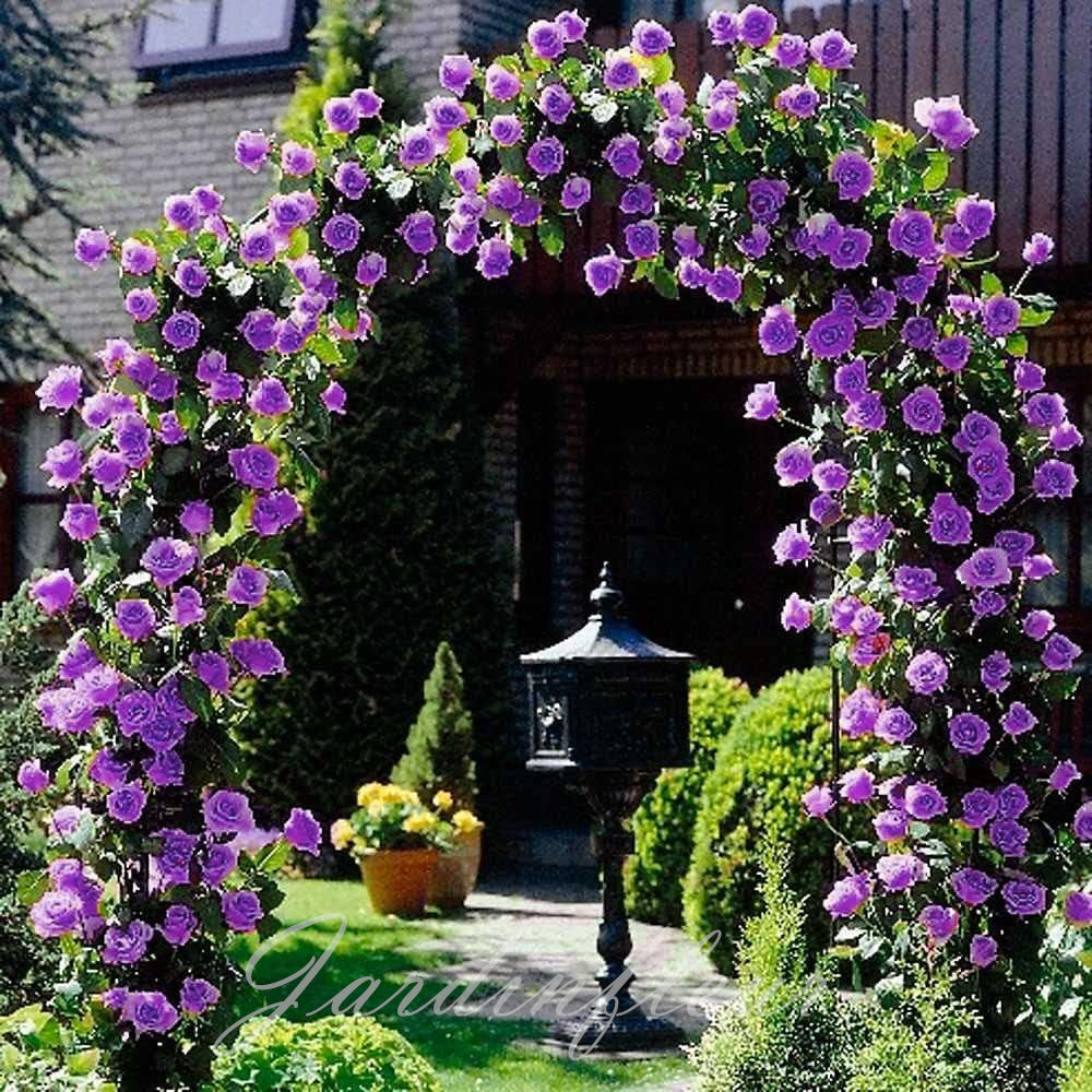 Last day 49% OFF🔥Climbing Vine Rose Flower Seeds