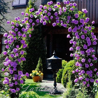 Last day 49% OFF🔥Climbing Vine Rose Flower Seeds