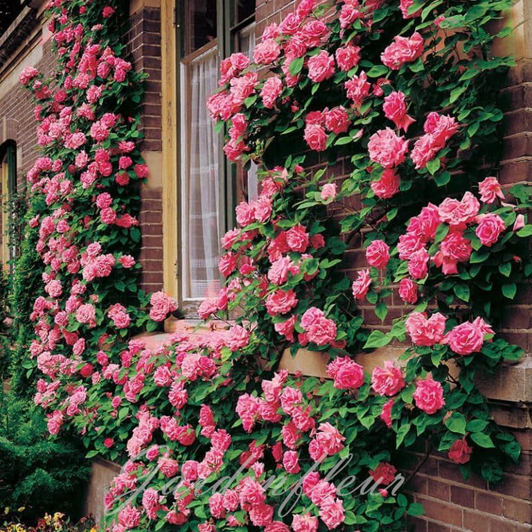 Last day 49% OFF🔥Climbing Vine Rose Flower Seeds