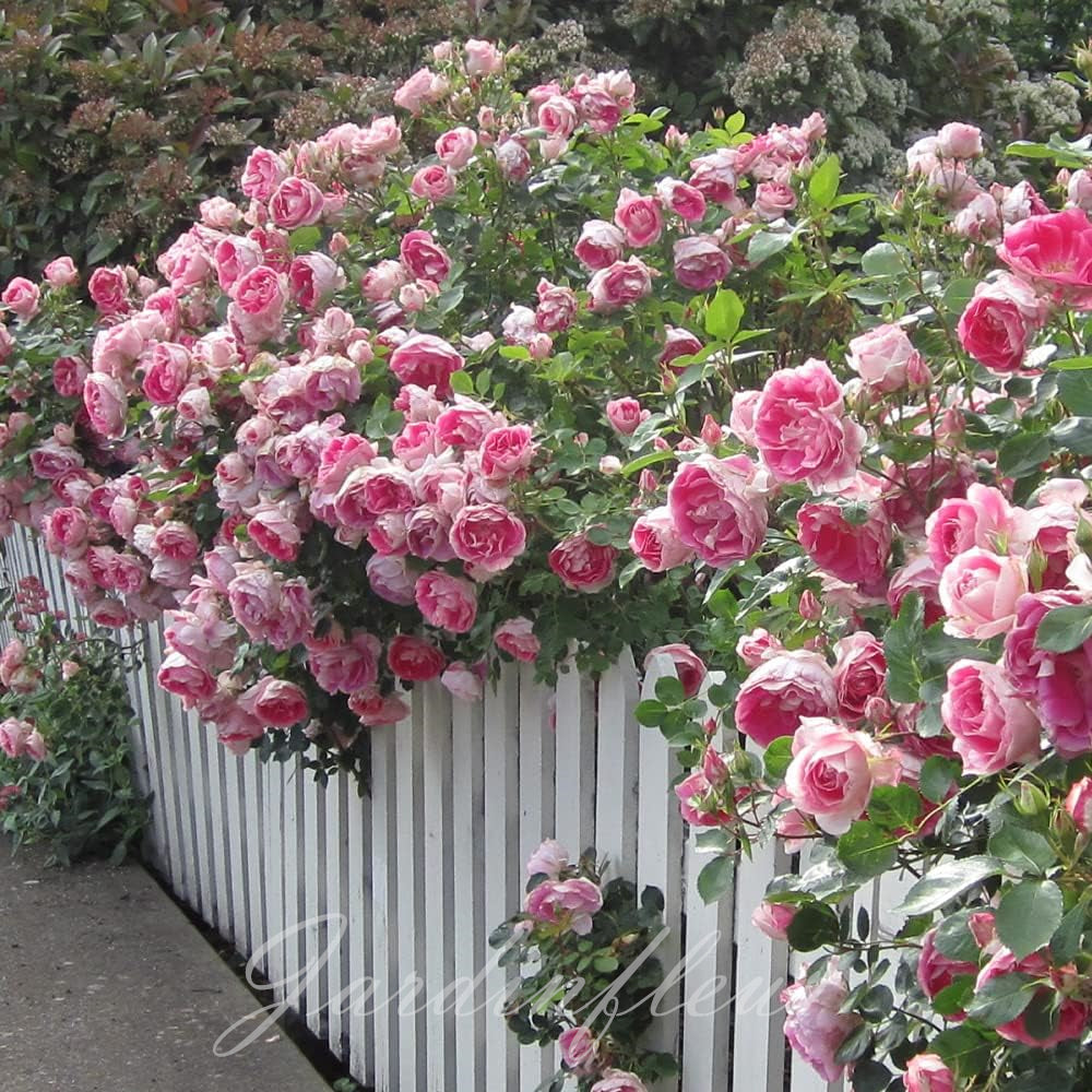 Last day 49% OFF🔥Climbing Vine Rose Flower Seeds