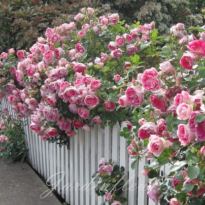 Last day 49% OFF🔥Climbing Vine Rose Flower Seeds