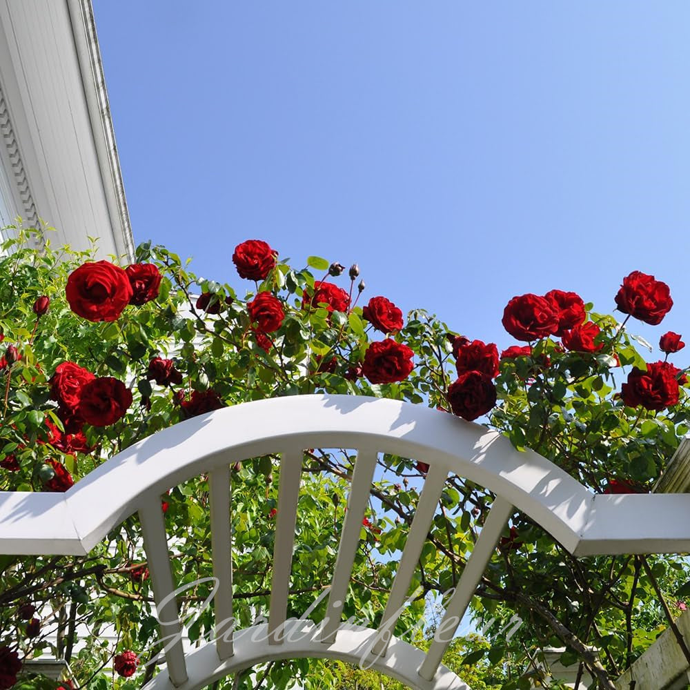 Last day 49% OFF🔥Climbing Vine Rose Flower Seeds