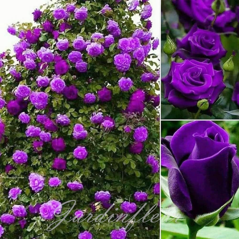 Last day 49% OFF🔥Climbing Vine Rose Flower Seeds