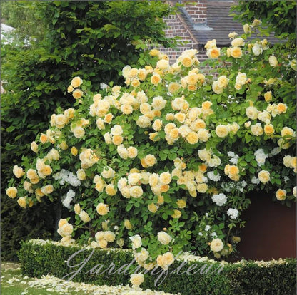 Last day 49% OFF🔥Climbing Vine Rose Flower Seeds