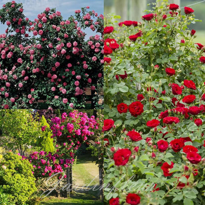 Last day 49% OFF🔥Climbing Vine Rose Flower Seeds