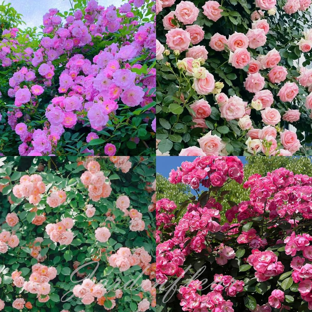 Last day 49% OFF🔥Climbing Vine Rose Flower Seeds