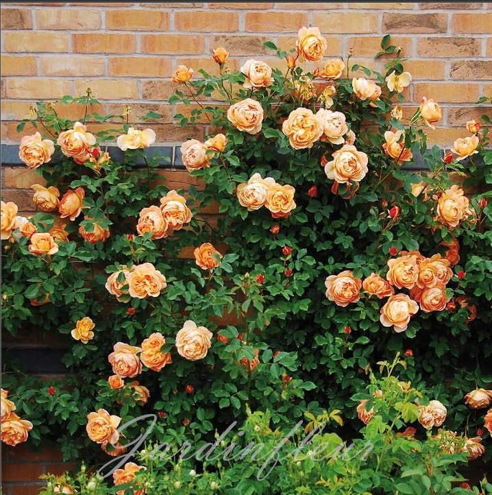 Last day 49% OFF🔥Climbing Vine Rose Flower Seeds