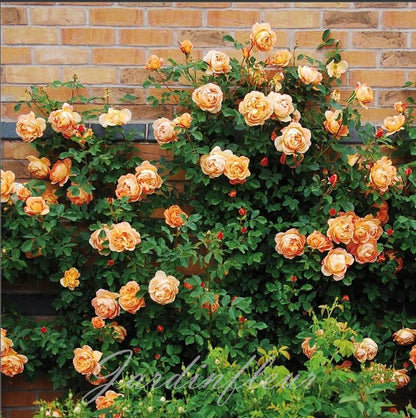 Last day 49% OFF🔥Climbing Vine Rose Flower Seeds