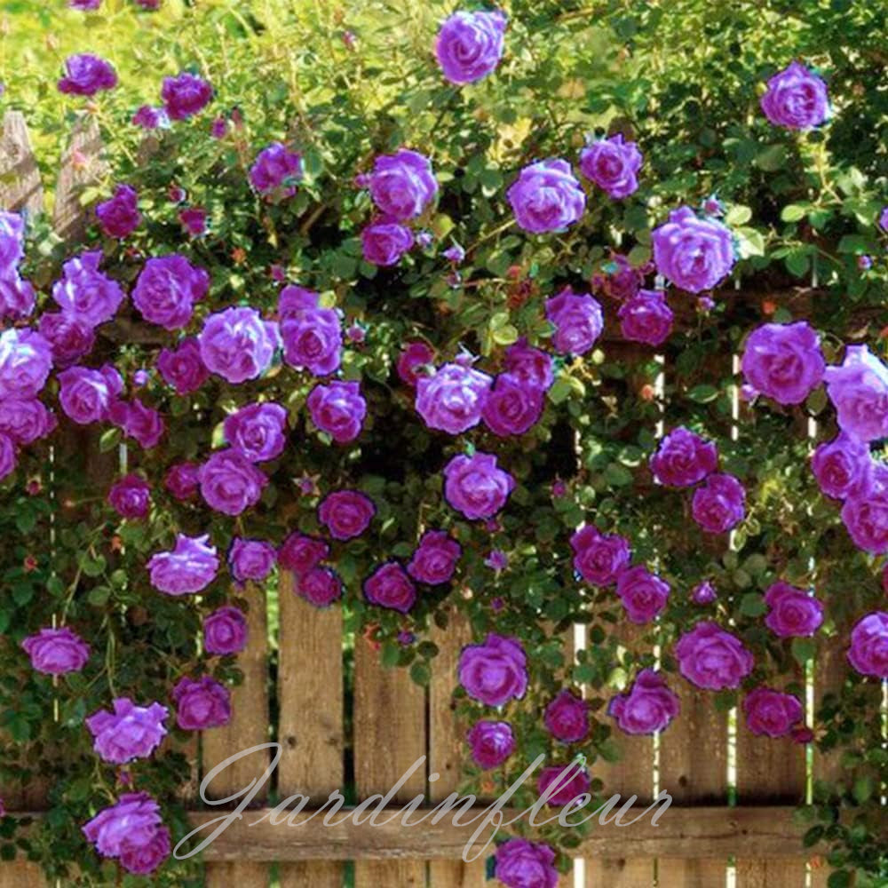 Last day 49% OFF🔥Climbing Vine Rose Flower Seeds