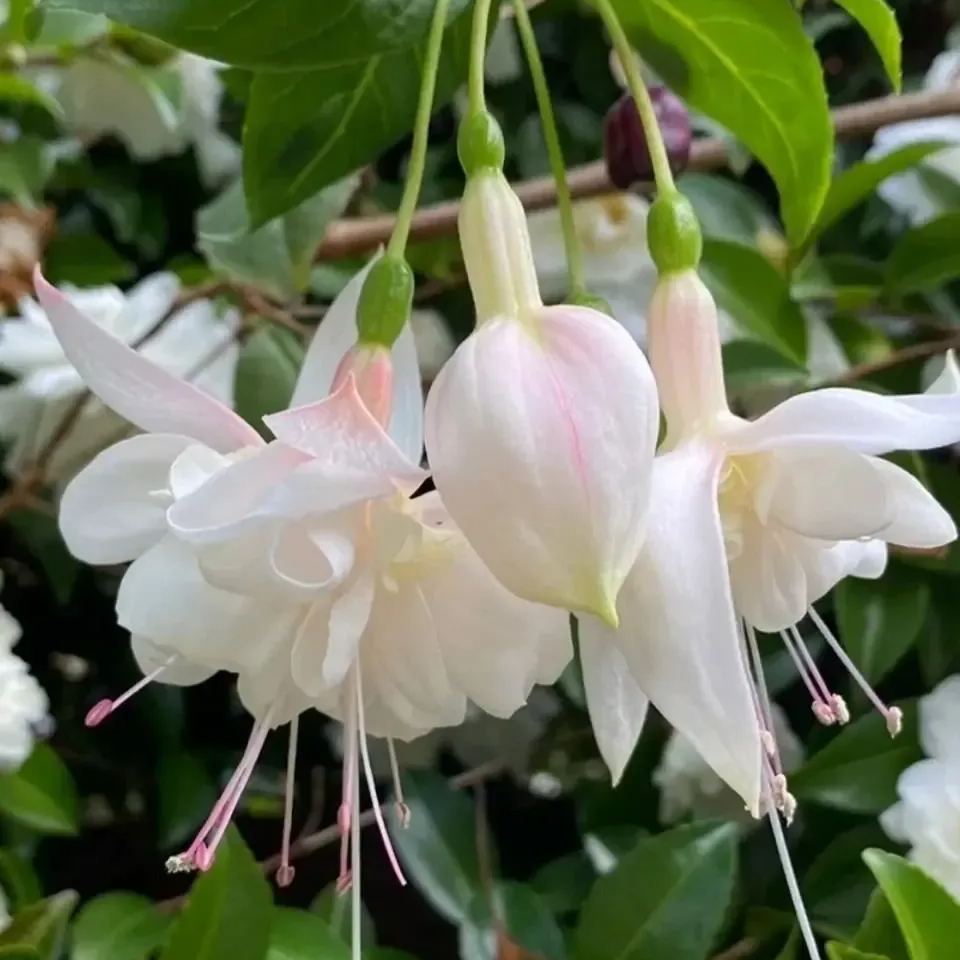 🧚🏼Fuchsia Flowers Seeds-Dancing Elf Bonsai