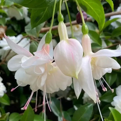 🧚🏼Fuchsia Flowers Seeds-Dancing Elf Bonsai