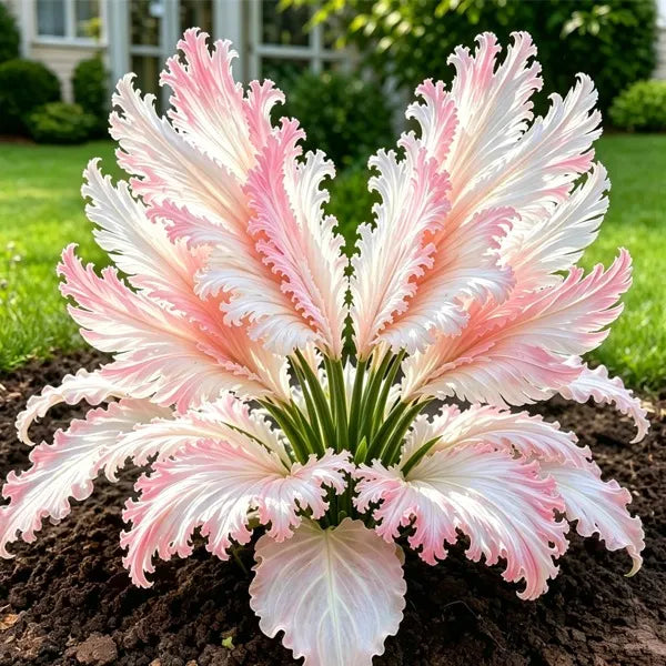 👍New Arrivals👍🌱Rare Swan Feather Hosta Bulbs -🦢 Graceful Foliage That Unfolds Like Swan Wings
