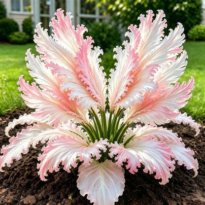 👍New Arrivals👍🌱Rare Swan Feather Hosta Bulbs -🦢 Graceful Foliage That Unfolds Like Swan Wings