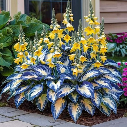 🔥Premium Hosta Seeds🌸Easy to Grow, Comes Back Every Year ✨ Perfect for Beginners