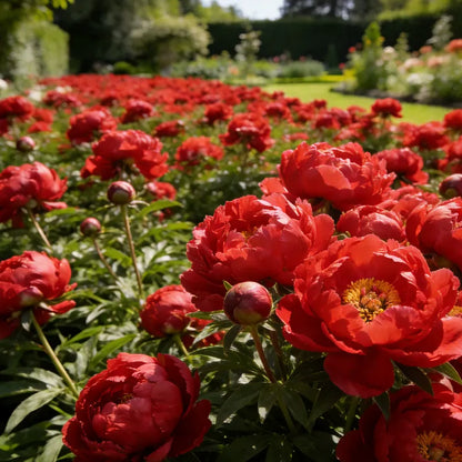 🌺'King of Flowers' Rare Double Peony Roots
