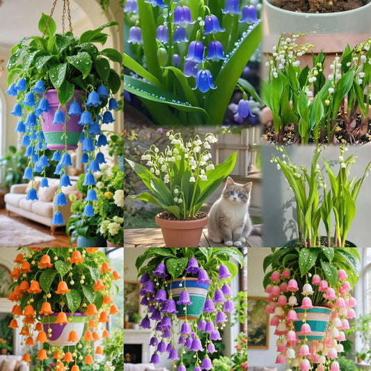 🌿 Hanging Lily of the Valley – Elegance That Lasts Year After Year 🌸