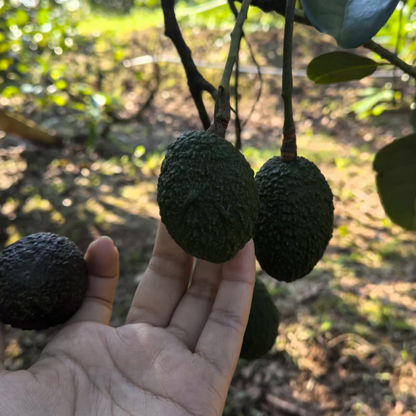 🍴 😍From Mini to Long-Neck🥑 Discover Extraordinary Avocados