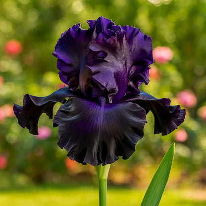 ‎⚘ ﹏Tall Bearded Iris with Bold, Elegant Blooms