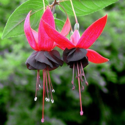 🧚🏼Fuchsia Flowers Seeds-Dancing Elf Bonsai