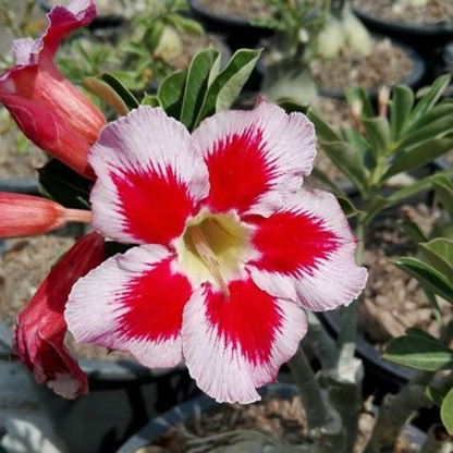 🌸Adenium Desert Rose -No green thumb needed! 🌵 Rare Adenium Obesum Bulbs🌹