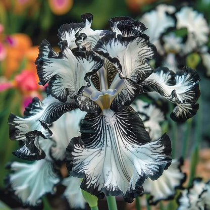 ‎⚘ ﹏Tall Bearded Iris with Bold, Elegant Blooms