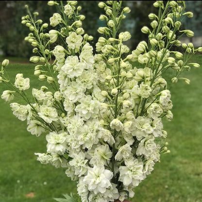 💙Grow Tall, Elegant Delphinium Flowers for a Dreamy Cottage Garden