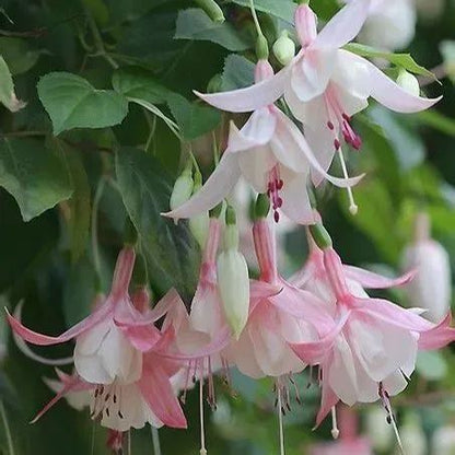 🧚🏼Fuchsia Flowers Seeds-Dancing Elf Bonsai