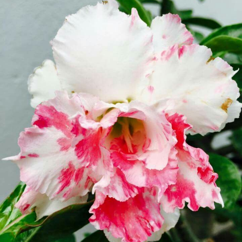 🏠🤗Desert Rose Bulbs💥Heat Resistant & Super Easy Care🌹🌵