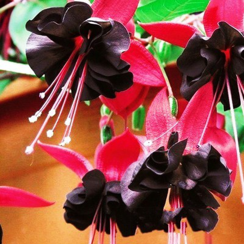 🧚🏼Fuchsia Flowers Seeds-Dancing Elf Bonsai