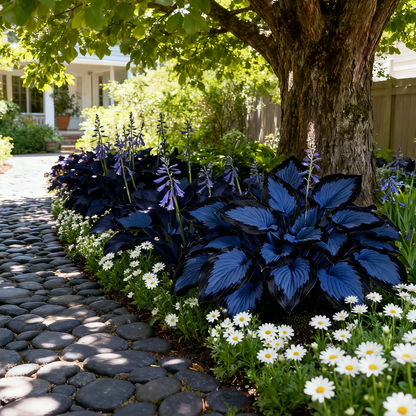 🪴Midnight Blue Hosta Bulbs  Deep Blue Foliage, Easy to Grow