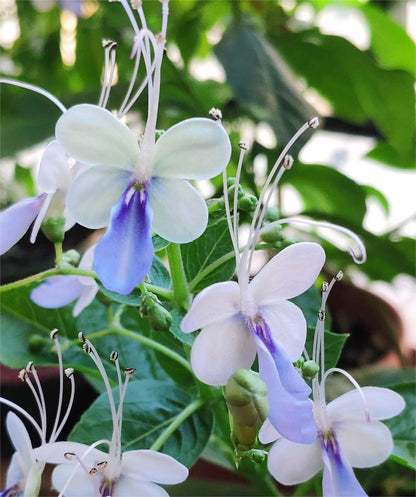 💙🦋Magical blue butterfly flowers that turn your garden into a dream