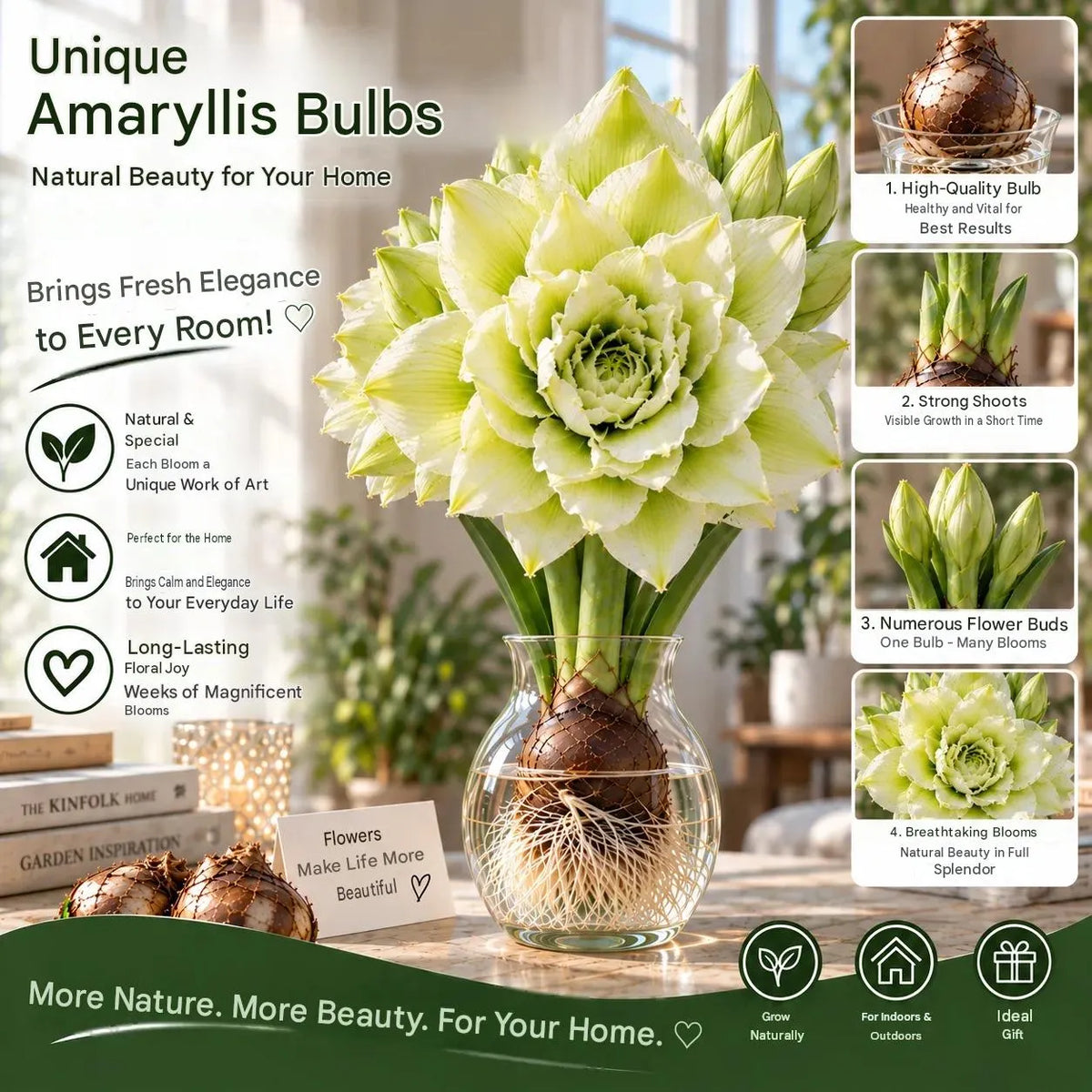 🤗🌺 Hydroponic Amaryllis Bulbs – Easy to Grow in Water or Soil, Giant Double Blooms🌱💙