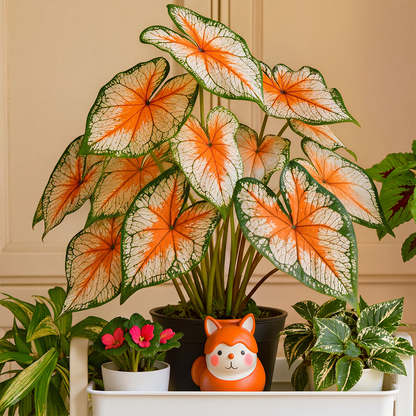 🌺Caladium Bulbs: The Easiest Way to Add Bold Color to Shady Spots