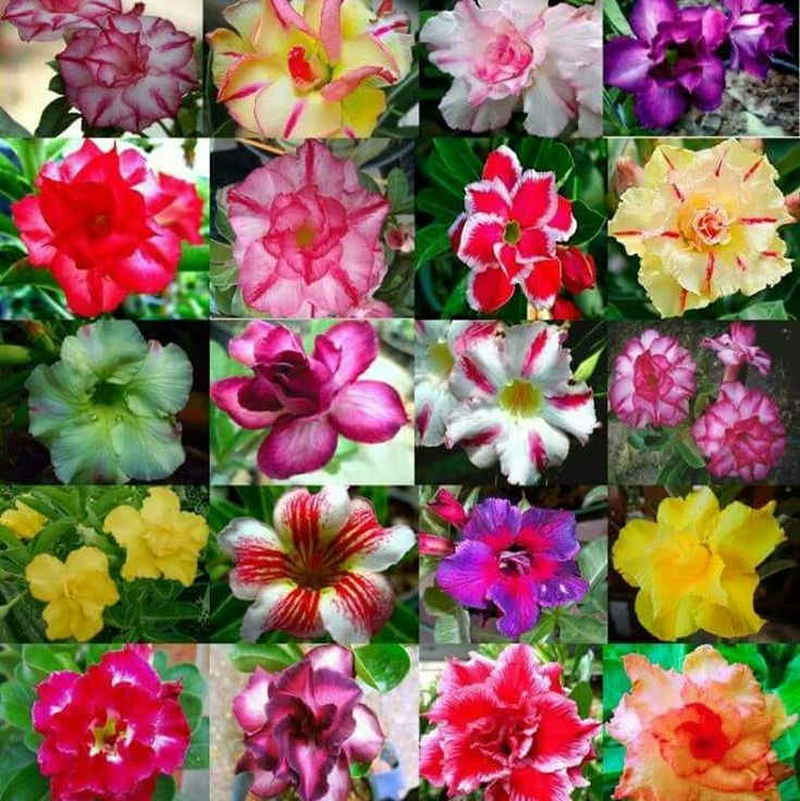 🌸Adenium Desert Rose -No green thumb needed! 🌵 Rare Adenium Obesum Bulbs🌹