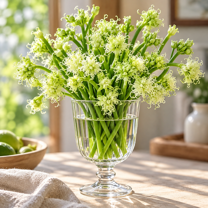 🌱 Hydroponic Garlic Growing Bulbs – Easy Indoor Water Growing & Fresh Green Shoots