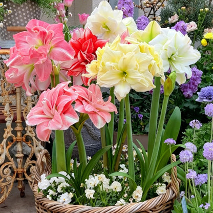 ꙳⋆🫧Giant Double-Flowered Amaryllis Bulbs – Spectacular Blooms This Season!🌼
