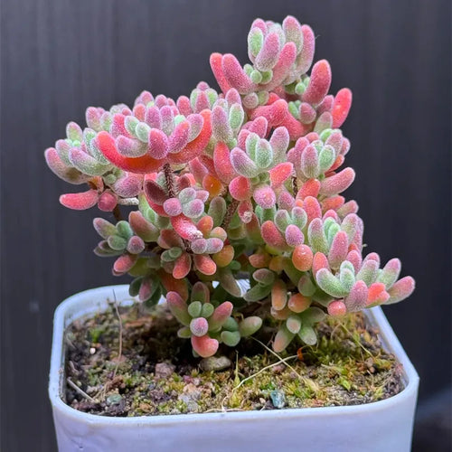 🌱🍬Sweet Citrus Succulent Seeds | Unique Candy-Like Mini Plants🌸