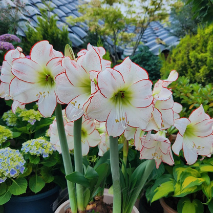 🏠💥Giant Double-Flowered Amaryllis Bulbs – Spectacular Blooms This Season!🌼