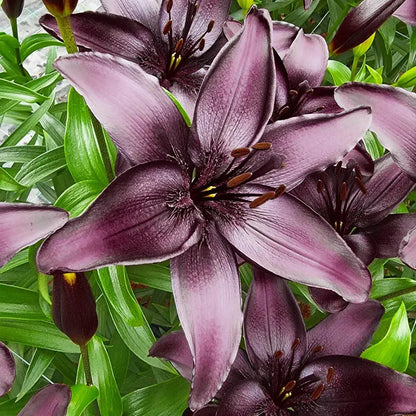🌸 Premium Lily Bulbs – Fragrant Perennial Blooms for Gardens & Containers