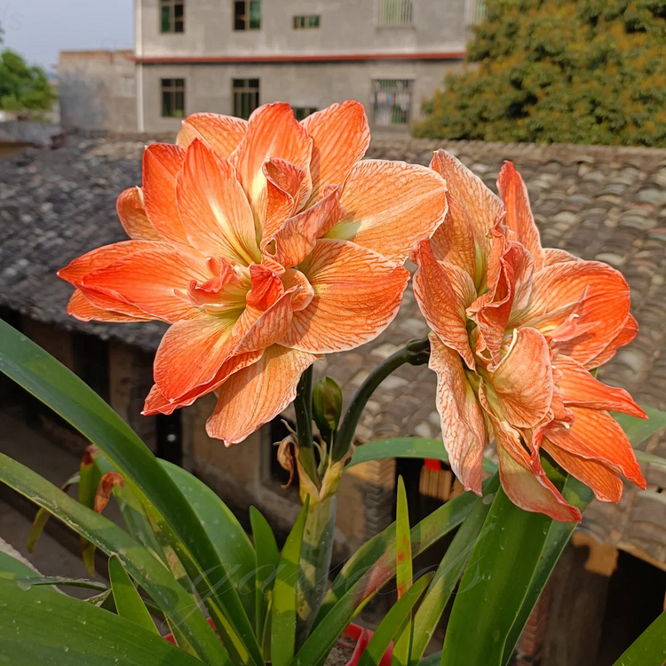 ꙳⋆🫧Giant Double-Flowered Amaryllis Bulbs – Spectacular Blooms This Season!🌼