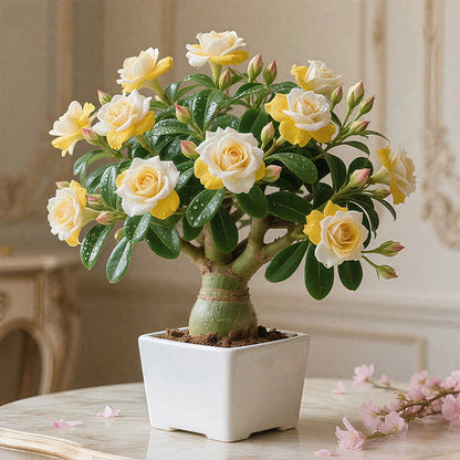 🏠💥Rare Desert Rose Bulbs🌵🌺Easy To Grow On Your Patio And Balcony At Home